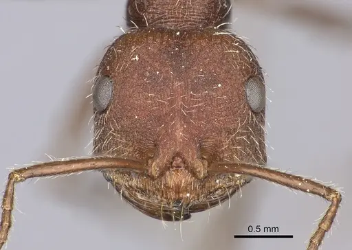 Ocymyrmex barbiger specimen CASENT0235946 image casent0235946_2