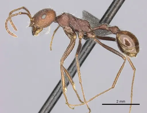 Ocymyrmex barbiger specimen CASENT0235946 image casent0235946_3