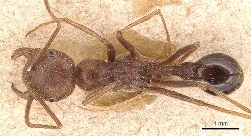 Ocymyrmex barbiger specimen CASENT0904784 image casent0904784_1
