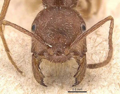 Ocymyrmex barbiger specimen CASENT0904784 image casent0904784_2