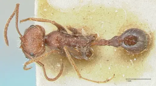 Ocymyrmex barbiger specimen FOCOL2183 image focol2183_1