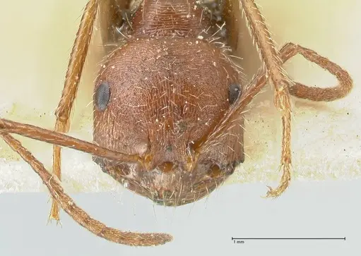 Ocymyrmex barbiger specimen FOCOL2183 image focol2183_2