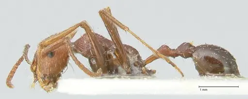 Ocymyrmex barbiger specimen FOCOL2183 image focol2183_3