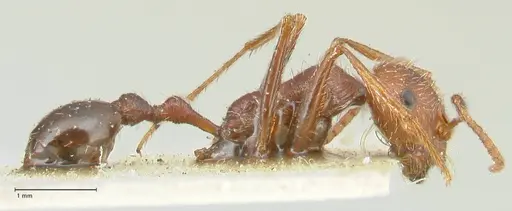 Ocymyrmex barbiger specimen FOCOL2183 image focol2183_4