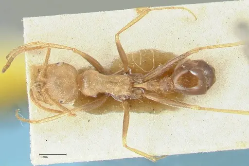Ocymyrmex barbiger specimen FOCOL2184 image focol2184_1