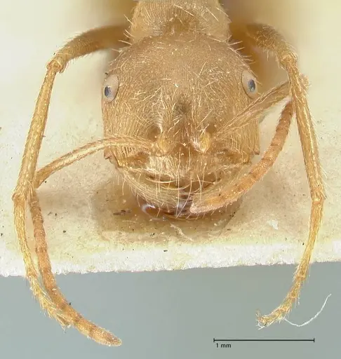Ocymyrmex barbiger specimen FOCOL2184 image focol2184_2
