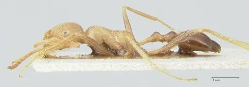 Ocymyrmex barbiger specimen FOCOL2184 image focol2184_3