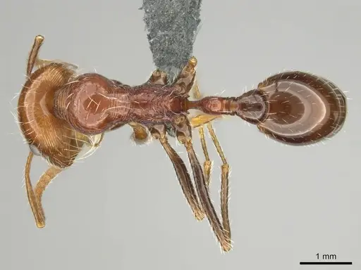 Ocymyrmex cavatodorsatus specimen CASENT0252443 image casent0252443_1