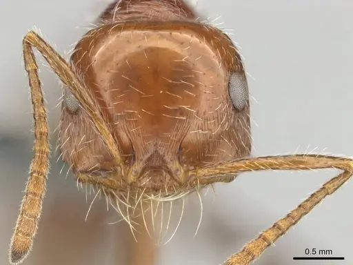 Ocymyrmex cavatodorsatus specimen CASENT0252443 image casent0252443_2