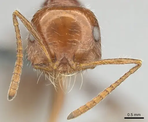 Ocymyrmex cavatodorsatus specimen CASENT0252443 image casent0252443_3