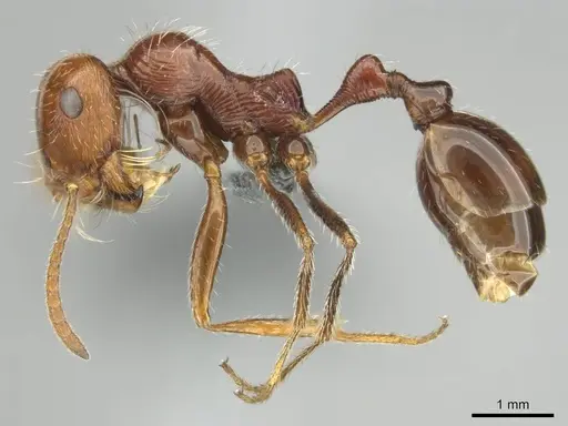 Ocymyrmex cavatodorsatus specimen CASENT0252443 image casent0252443_4
