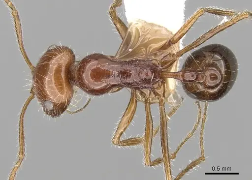 Ocymyrmex cavatodorsatus specimen CASENT0280937 image casent0280937_1