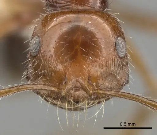 Ocymyrmex cavatodorsatus specimen CASENT0280937 image casent0280937_2