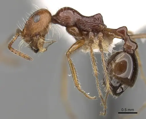 Ocymyrmex cavatodorsatus specimen CASENT0280937 image casent0280937_3