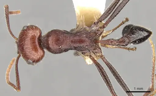 Ocymyrmex celer specimen CASENT0280939 image casent0280939_1