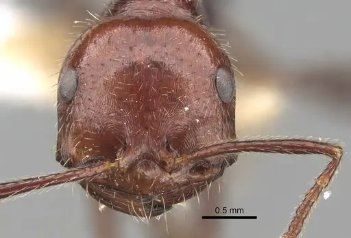 Ocymyrmex celer specimen CASENT0280939 image casent0280939_2