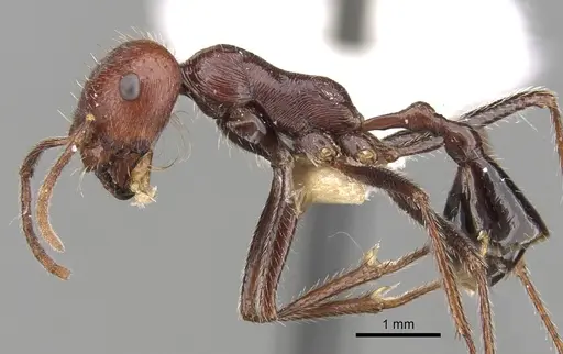 Ocymyrmex celer specimen CASENT0280939 image casent0280939_3