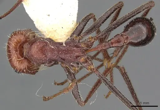 Ocymyrmex cursor specimen CASENT0900394 image casent0900394_1