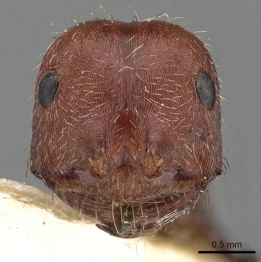 Ocymyrmex cursor specimen CASENT0900394 image casent0900394_2