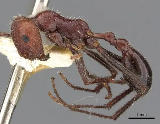 Ocymyrmex cursor specimen CASENT0900394 image casent0900394_3