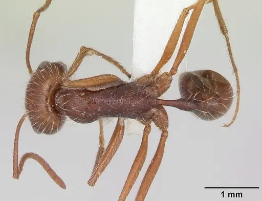 Ocymyrmex dekerus specimen CASENT0173608 image casent0173608_1