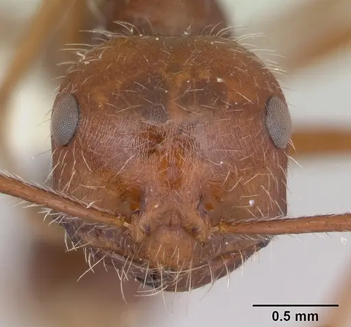 Ocymyrmex dekerus specimen CASENT0173608 image casent0173608_2