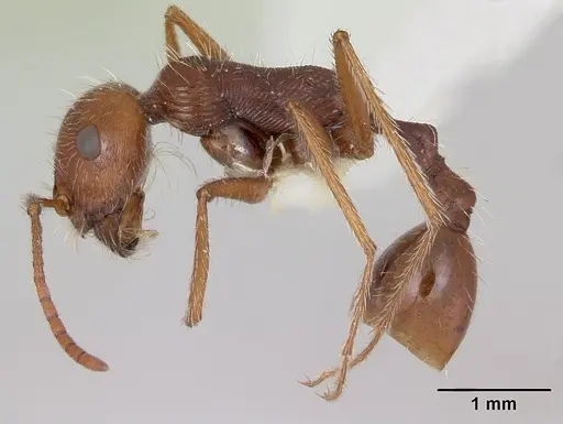 Ocymyrmex dekerus specimen CASENT0173608 image casent0173608_3