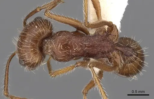 Ocymyrmex dekerus specimen CASENT0900402 image casent0900402_1