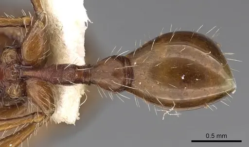 Ocymyrmex dekerus specimen CASENT0900402 image casent0900402_4