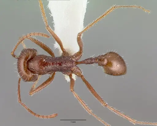Ocymyrmex dekerus specimen CASTYPE16487 image castype16487_1