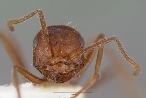 Ocymyrmex dekerus specimen CASTYPE16487 image castype16487_2
