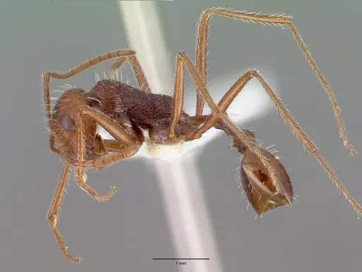 Ocymyrmex dekerus specimen CASTYPE16487 image castype16487_3