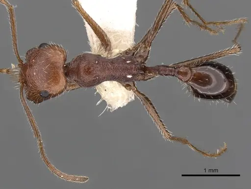 Ocymyrmex engytachys specimen CASENT0900401 image casent0900401_1