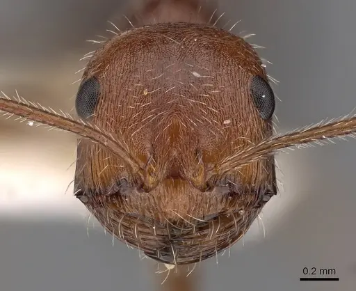 Ocymyrmex engytachys specimen CASENT0900401 image casent0900401_2