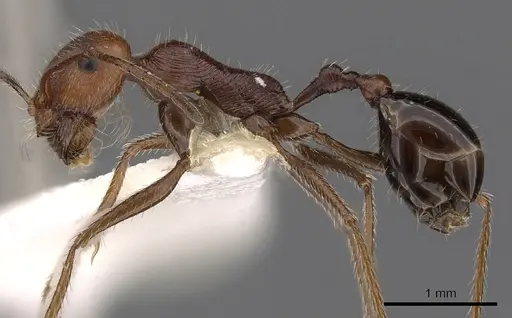 Ocymyrmex engytachys specimen CASENT0900401 image casent0900401_3