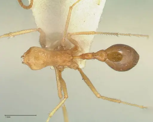 Ocymyrmex flavescens specimen FOCOL2186 image focol2186_1