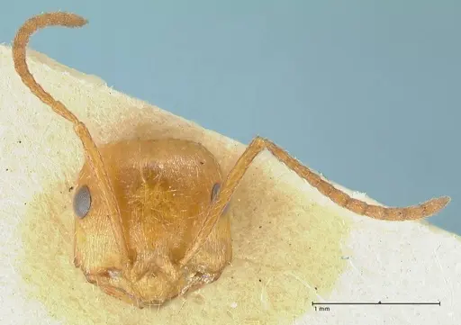Ocymyrmex flavescens specimen FOCOL2186 image focol2186_2