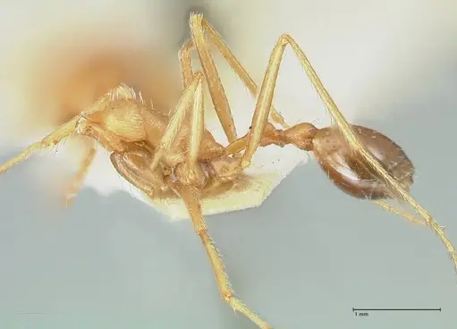 Ocymyrmex flavescens specimen FOCOL2186 image focol2186_3