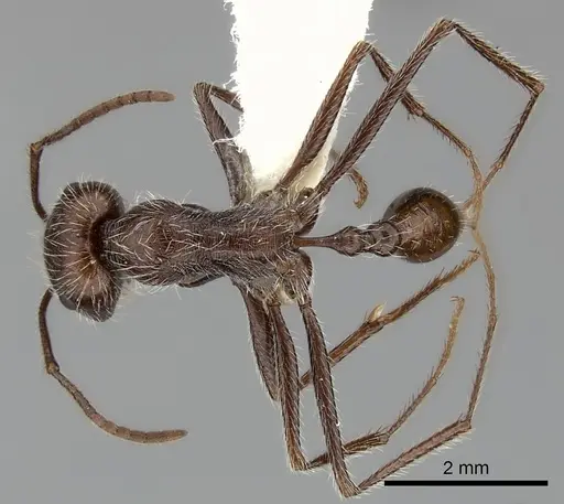 Ocymyrmex flaviventris specimen CASENT0217896 image casent0217896_1