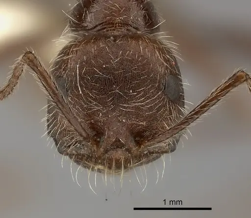 Ocymyrmex flaviventris specimen CASENT0217896 image casent0217896_2