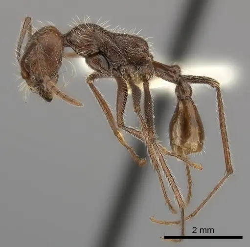 Ocymyrmex flaviventris specimen CASENT0217896 image casent0217896_3