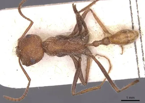 Ocymyrmex flaviventris specimen CASENT0913234 image casent0913234_1