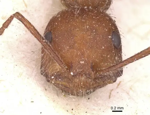 Ocymyrmex flaviventris specimen CASENT0913234 image casent0913234_2