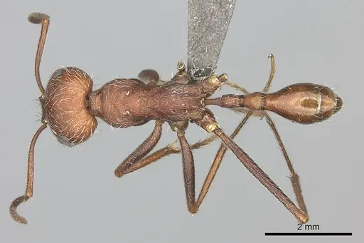 Ocymyrmex foreli specimen CASENT0235947 image casent0235947_1
