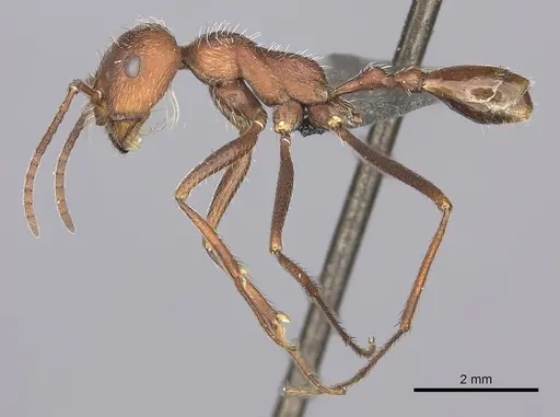 Ocymyrmex foreli specimen CASENT0235947 image casent0235947_3