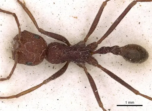 Ocymyrmex foreli specimen CASENT0900404 image casent0900404_1