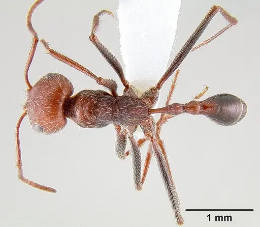 Ocymyrmex fortior specimen CASENT0106140 image casent0106140_1