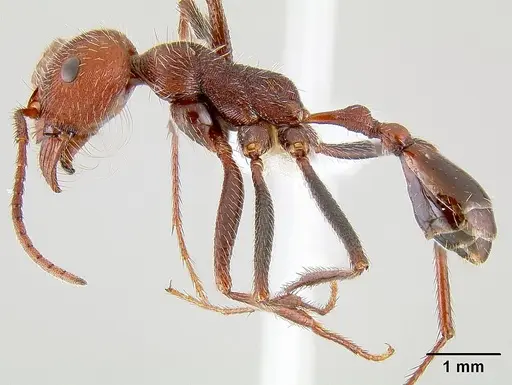 Ocymyrmex fortior specimen CASENT0106140 image casent0106140_3