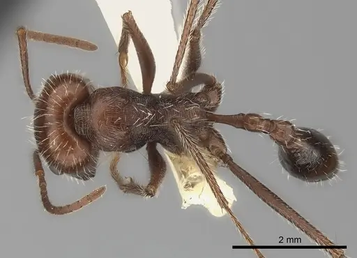 Ocymyrmex fortior specimen CASENT0217897 image casent0217897_1