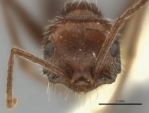 Ocymyrmex fortior specimen CASENT0217897 image casent0217897_2